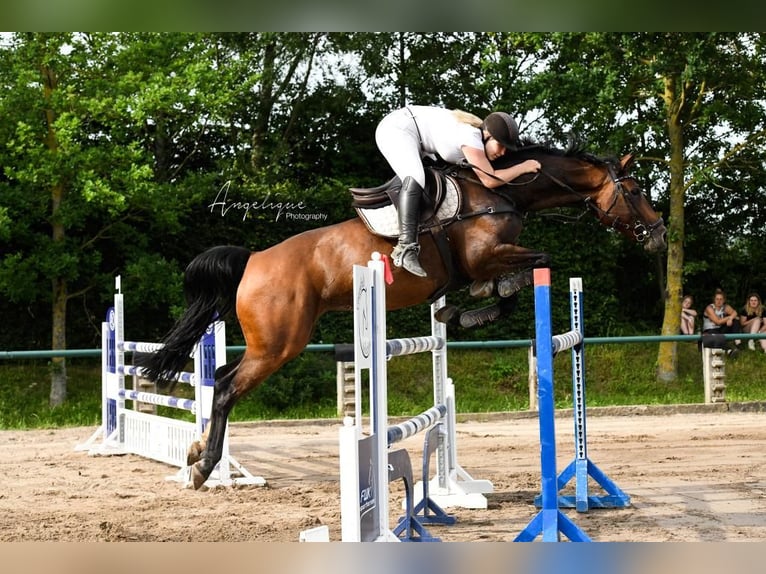 Koń westfalski Klacz 12 lat 165 cm Gniada in Pulheim