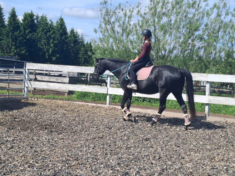 Koń westfalski Klacz 12 lat 165 cm Kara in Marienberg