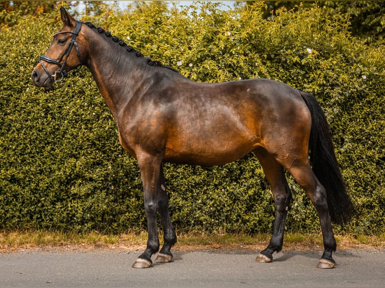 Koń westfalski Klacz 12 lat 166 cm Ciemnogniada in Hohenahr