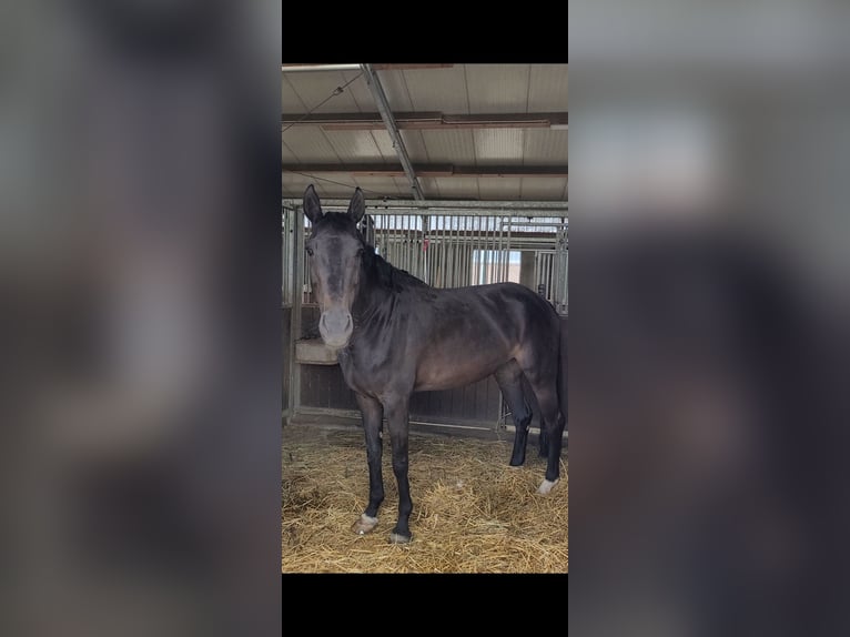 Koń westfalski Klacz 12 lat 167 cm Ciemnogniada in Hamm