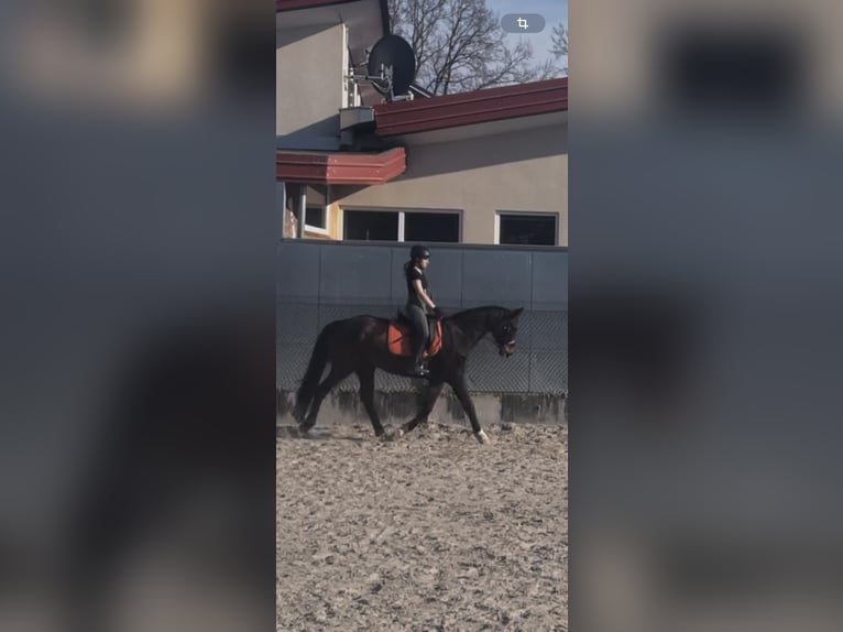 Koń westfalski Klacz 12 lat 167 cm Ciemnogniada in Insheim