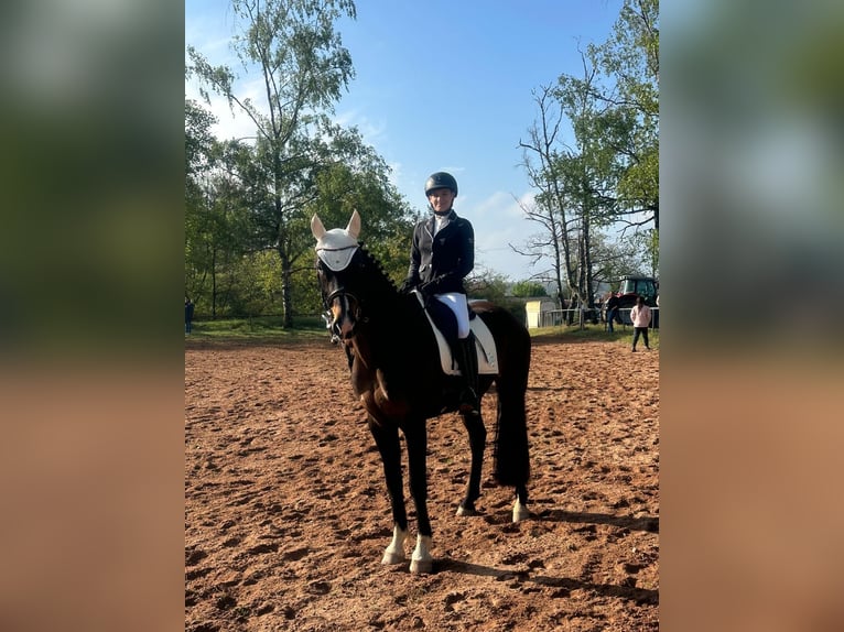 Koń westfalski Klacz 12 lat 167 cm Ciemnogniada in Insheim