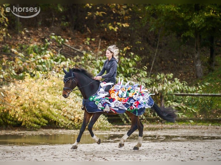Koń westfalski Klacz 12 lat 167 cm Gniada in Reken