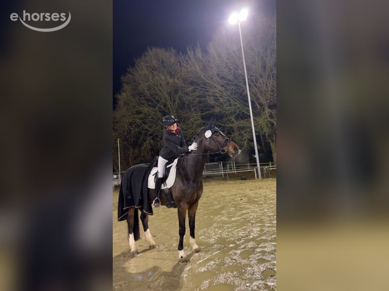 Koń westfalski Klacz 12 lat 167 cm Gniada in Reken