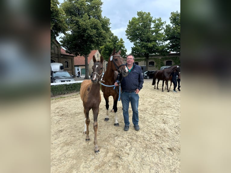 Koń westfalski Klacz 12 lat 167 cm Gniada in Sendenhorst