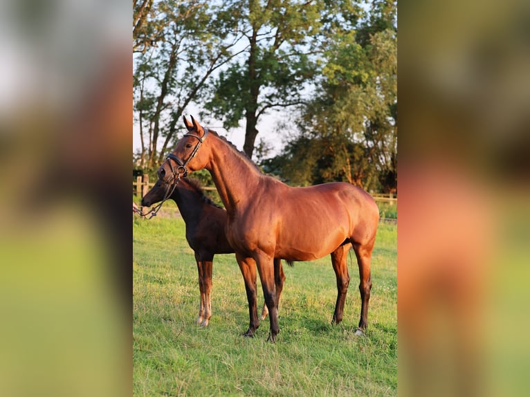 Koń westfalski Klacz 12 lat 168 cm Ciemnogniada in Erwitte