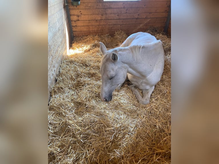 Koń westfalski Klacz 12 lat 168 cm Siwa in Cichostów