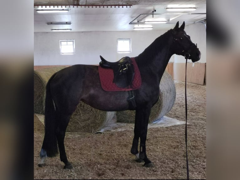 Koń westfalski Klacz 12 lat 170 cm Ciemnogniada in Hövelhof