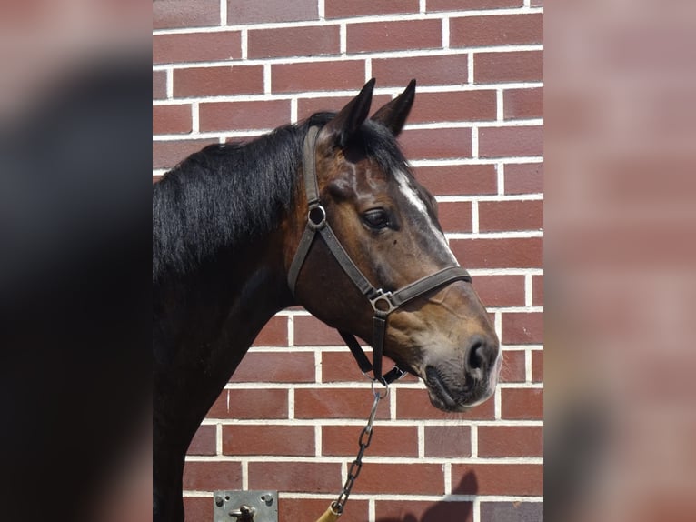 Koń westfalski Klacz 12 lat 170 cm Ciemnogniada in Hövelhof