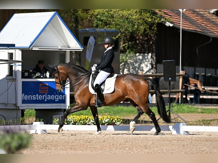 Koń westfalski Klacz 12 lat 170 cm Ciemnogniada in Roßdorf