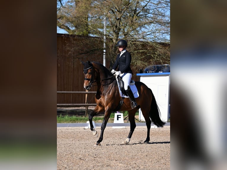 Koń westfalski Klacz 12 lat 170 cm Ciemnogniada in Roßdorf