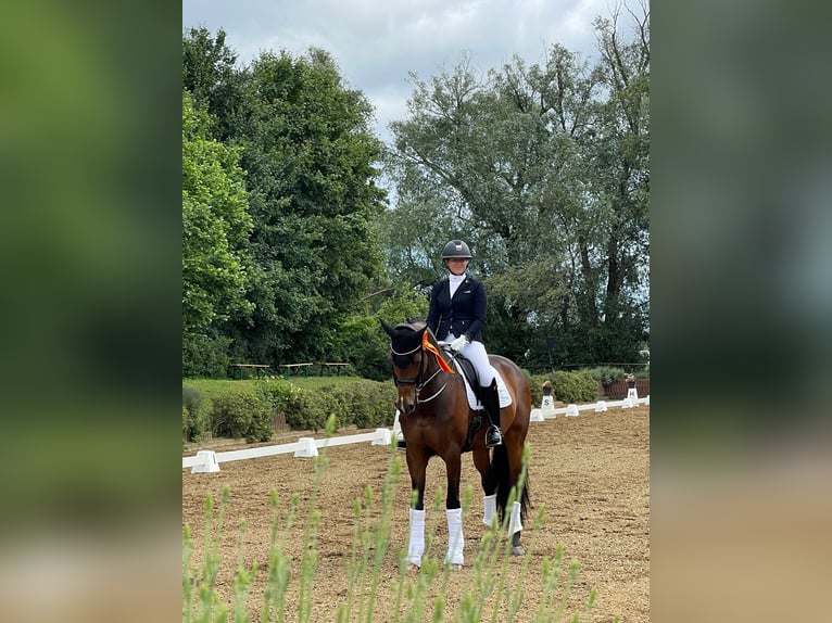 Koń westfalski Klacz 12 lat 170 cm Ciemnogniada in Roßdorf