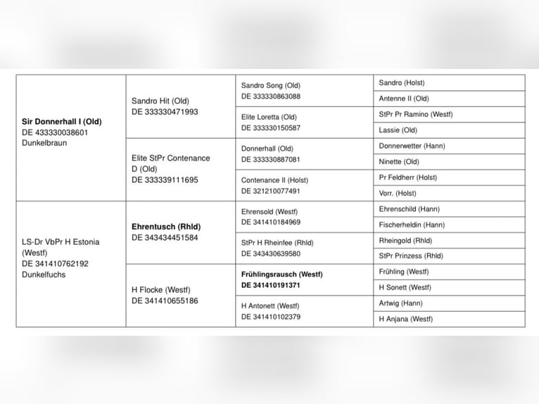 Koń westfalski Klacz 12 lat 170 cm Gniada in Lippstadt