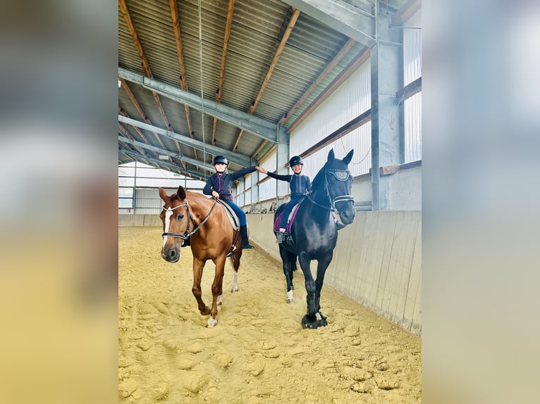 Koń westfalski Klacz 12 lat 170 cm Kara in Sprockh&#xF6;vel