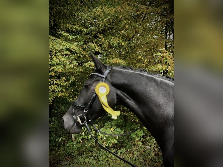 Koń westfalski Klacz 12 lat 170 cm Kara in Sprockh&#xF6;vel