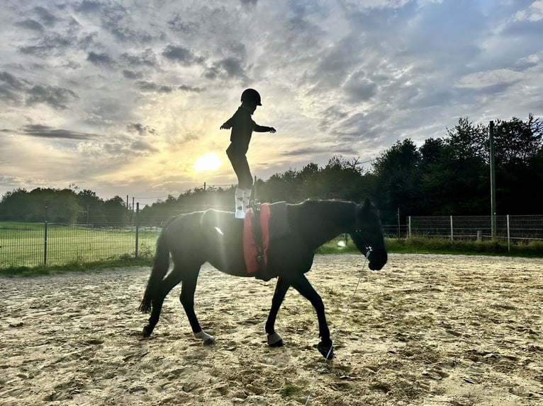 Koń westfalski Klacz 12 lat 170 cm Kara in Sprockh&#xF6;vel