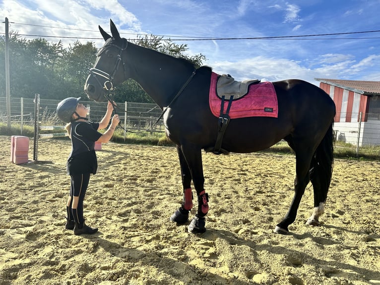 Koń westfalski Klacz 12 lat 170 cm Kara in Sprockh&#xF6;vel