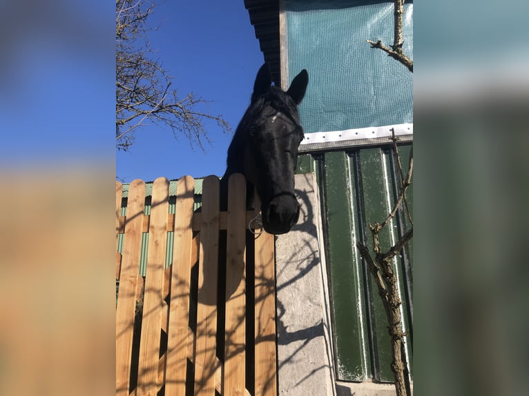 Koń westfalski Klacz 12 lat 170 cm Kara in Sprockh&#xF6;vel