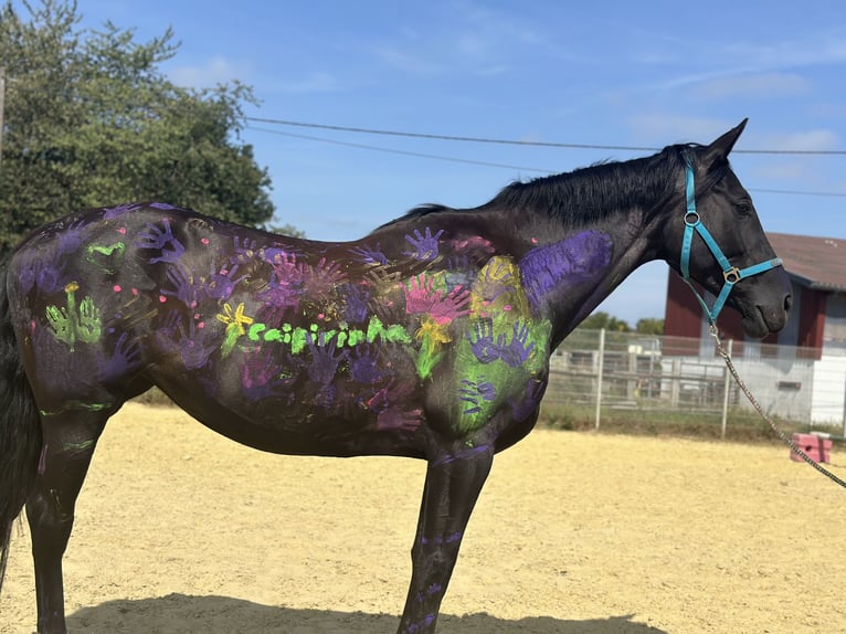 Koń westfalski Klacz 12 lat 170 cm Kara in Sprockh&#xF6;vel