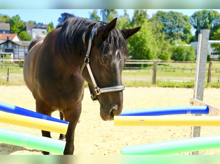 Koń westfalski Klacz 12 lat 170 cm Kara in Sprockh&#xF6;vel