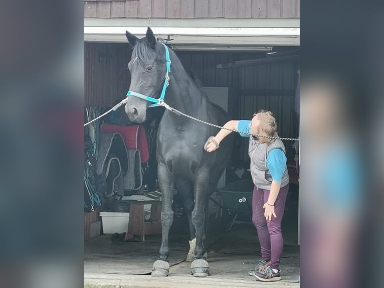 Koń westfalski Klacz 12 lat 170 cm Kara in Sprockh&#xF6;vel