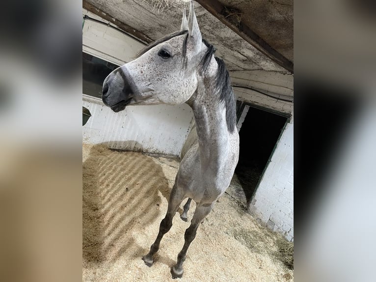 Koń westfalski Klacz 12 lat 170 cm Siwa w hreczce in Fürstenau