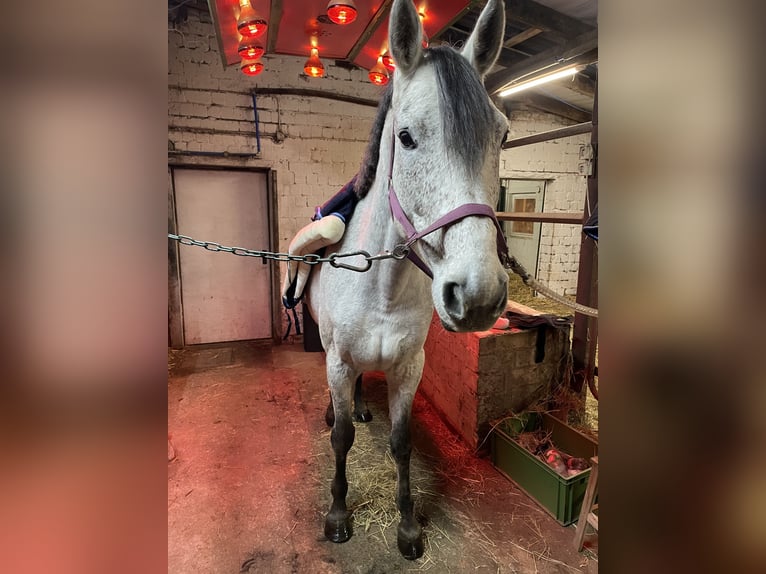 Koń westfalski Klacz 12 lat 170 cm Siwa w hreczce in Fürstenau