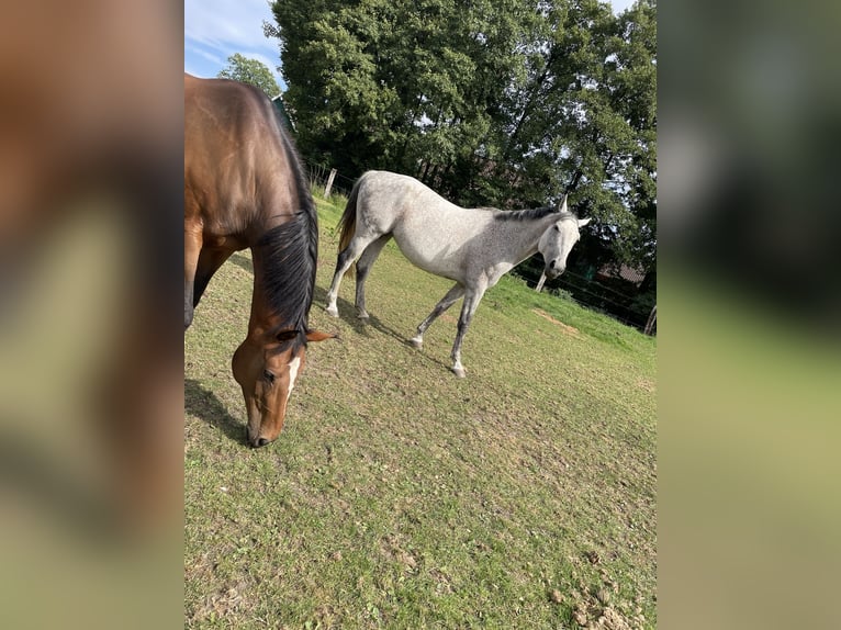 Koń westfalski Klacz 12 lat 170 cm Siwa w hreczce in Fürstenau
