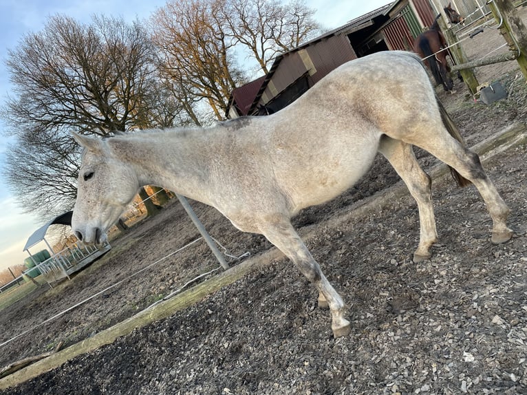 Koń westfalski Klacz 12 lat 170 cm Siwa w hreczce in Fürstenau