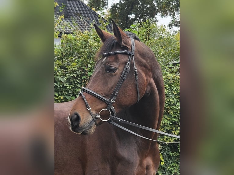 Koń westfalski Klacz 12 lat 172 cm Ciemnogniada in Wachtendonk