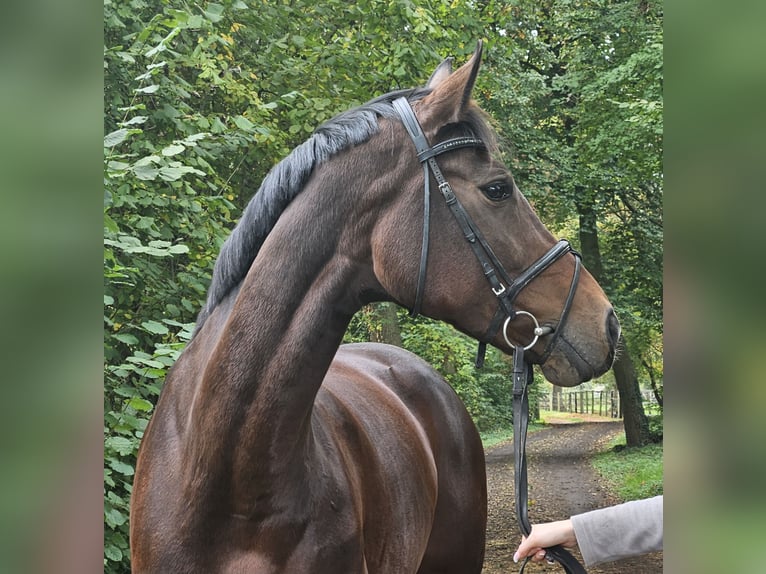 Koń westfalski Klacz 12 lat 172 cm Ciemnogniada in Wachtendonk