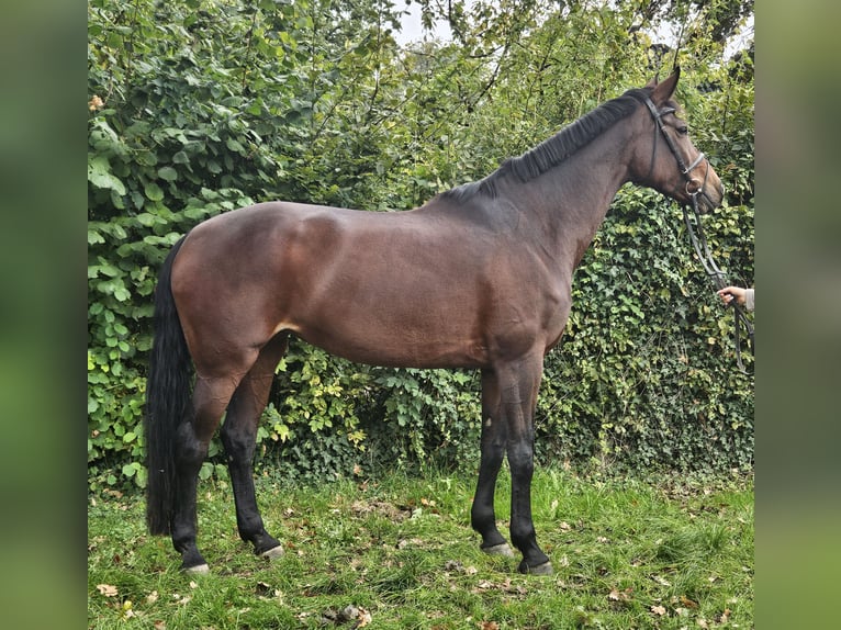 Koń westfalski Klacz 12 lat 172 cm Ciemnogniada in Wachtendonk