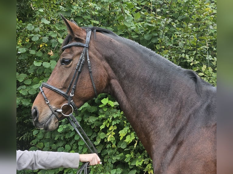 Koń westfalski Klacz 12 lat 172 cm Ciemnogniada in Wachtendonk