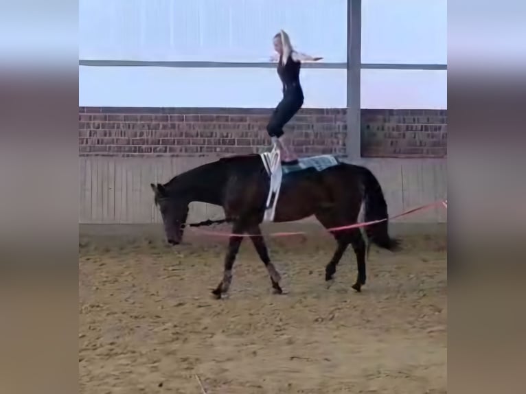 Koń westfalski Klacz 12 lat 172 cm Ciemnogniada in Wachtendonk