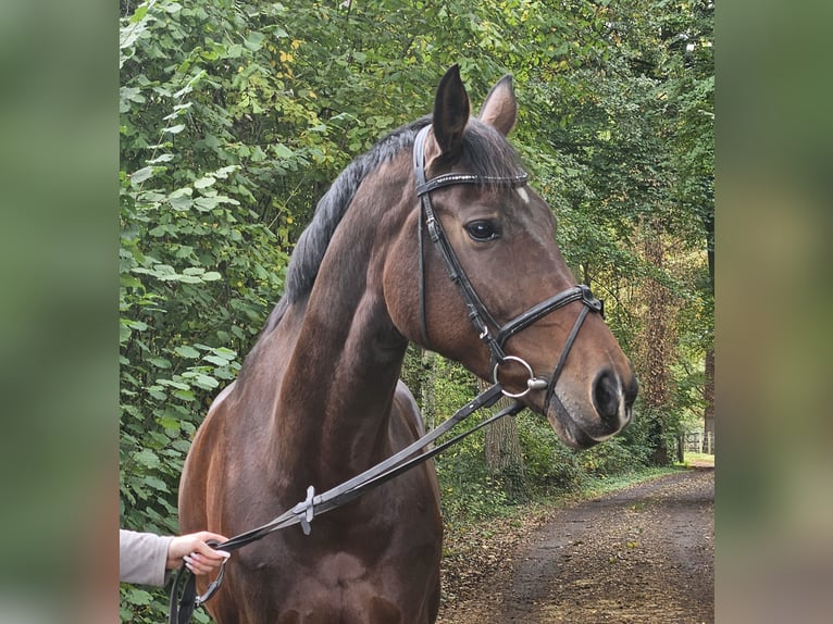 Koń westfalski Klacz 12 lat 172 cm Ciemnogniada in Wachtendonk