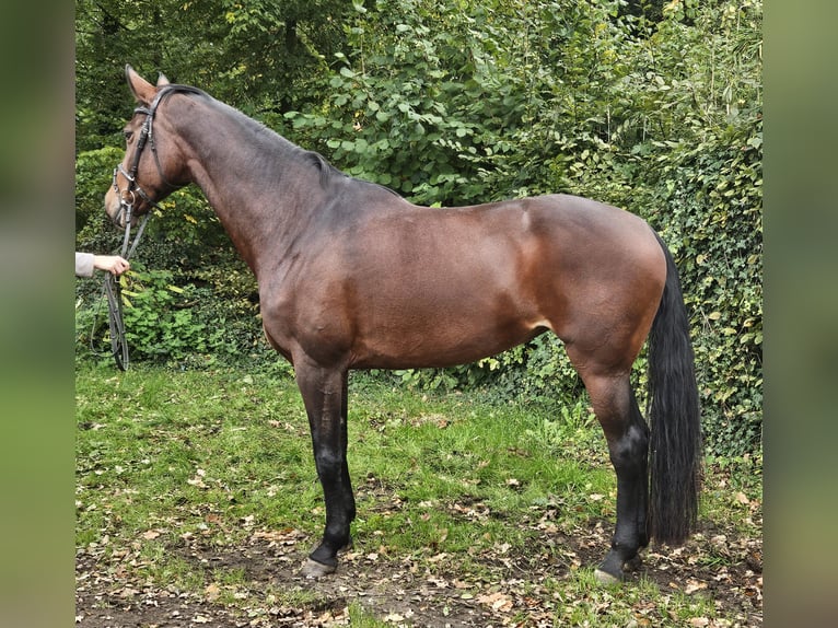 Koń westfalski Klacz 12 lat 172 cm Ciemnogniada in Wachtendonk