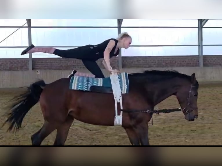 Koń westfalski Klacz 12 lat 172 cm Ciemnogniada in Wachtendonk