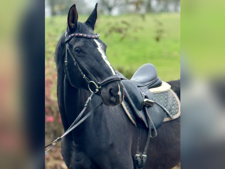 Koń westfalski Klacz 12 lat 173 cm Kara in Saarbr&#xFC;cken