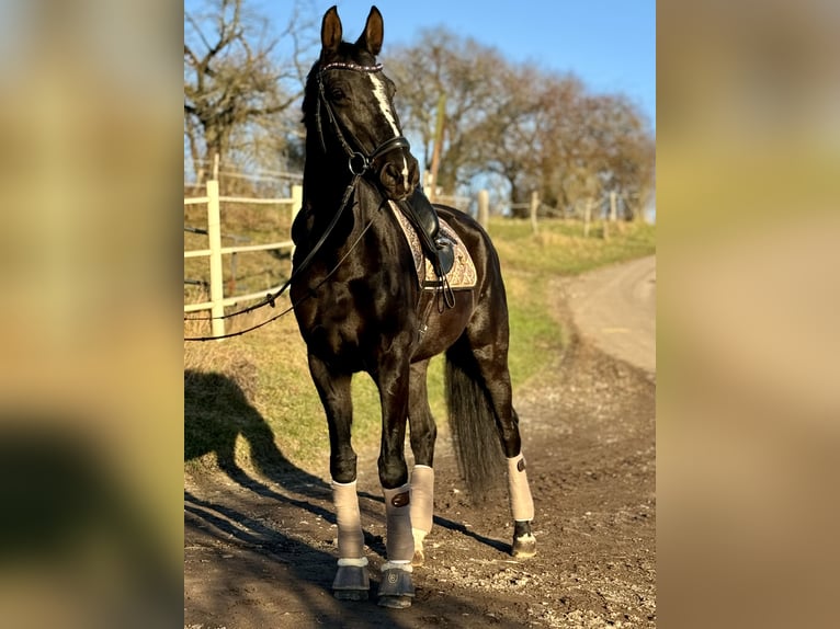 Koń westfalski Klacz 12 lat 173 cm Kara in Saarbr&#xFC;cken