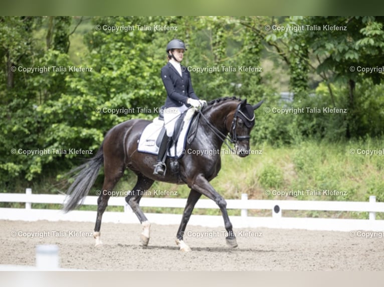 Koń westfalski Klacz 12 lat 174 cm Kara in Heddesheim