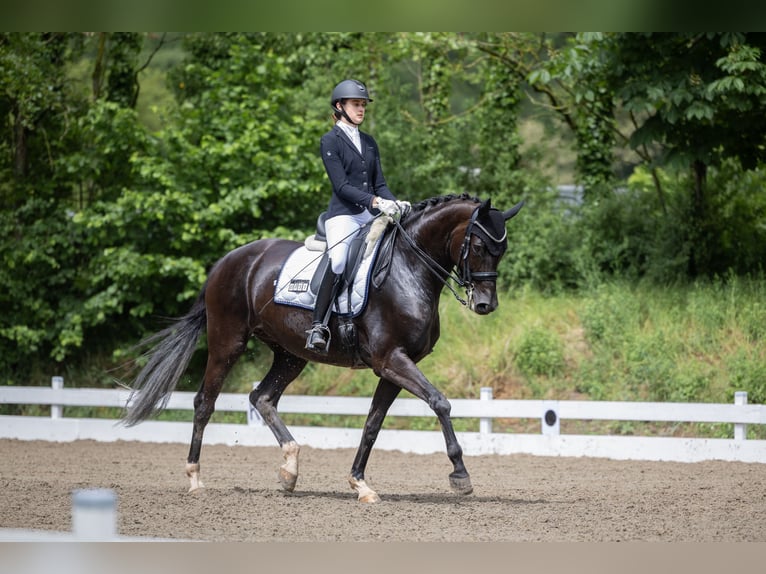 Koń westfalski Klacz 12 lat 174 cm Kara in Heddesheim