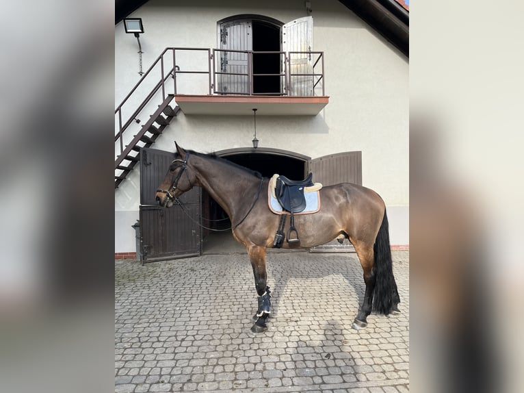 Koń westfalski Klacz 12 lat 175 cm Gniada in Łęka