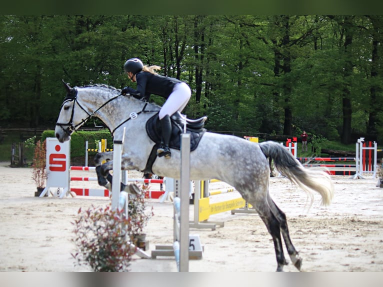 Koń westfalski Klacz 12 lat 175 cm Siwa in Duisburg