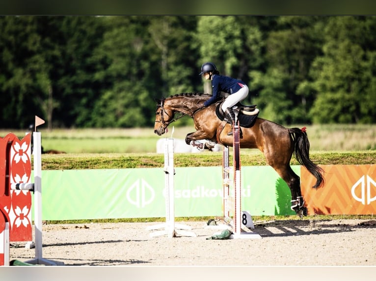 Koń westfalski Klacz 13 lat 162 cm Gniada in Oława