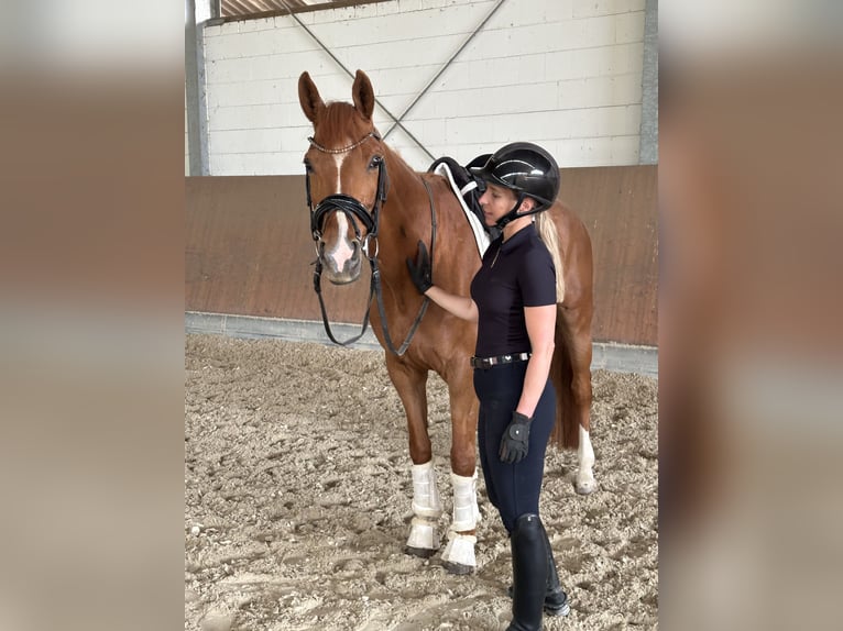 Koń westfalski Klacz 13 lat 162 cm Kasztanowata in Erftstadt