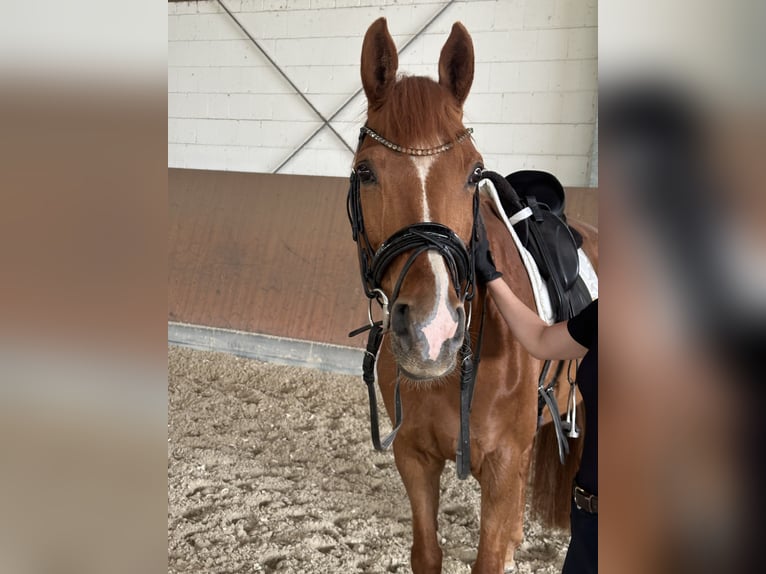 Koń westfalski Klacz 13 lat 162 cm Kasztanowata in Erftstadt