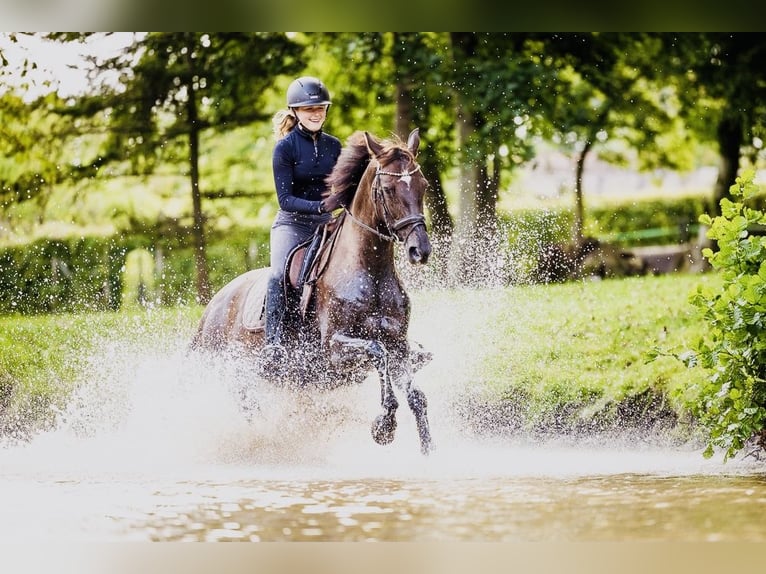 Koń westfalski Klacz 13 lat 163 cm Ciemnokasztanowata in Melle