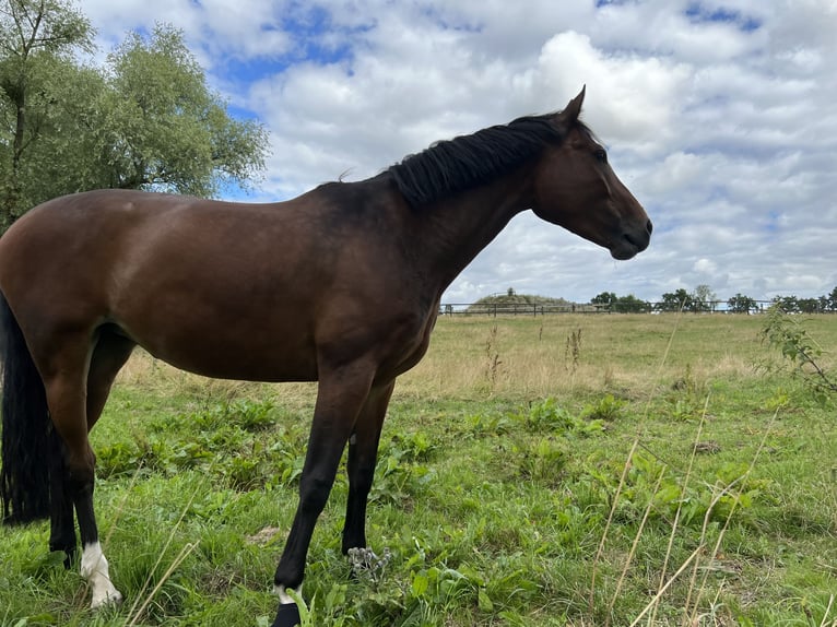 Koń westfalski Klacz 13 lat 163 cm Gniada in PSARY