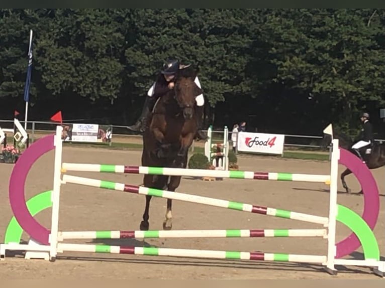 Koń westfalski Klacz 13 lat 163 cm Gniada in Pulheim