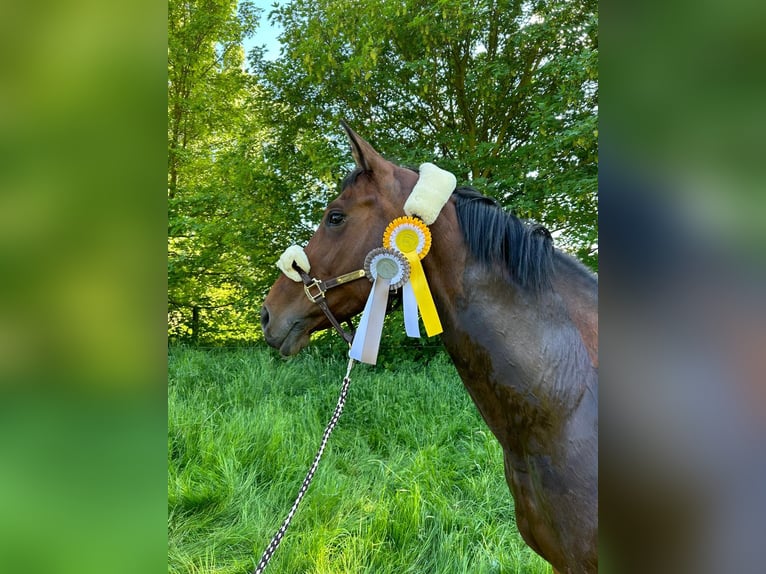 Koń westfalski Klacz 13 lat 163 cm Gniada in Bernburg